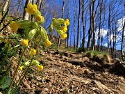 Spettacolo di fiori ai prati della Pigolotta di Valtorta - 8 aprile 2023  - FOTOGALLERY